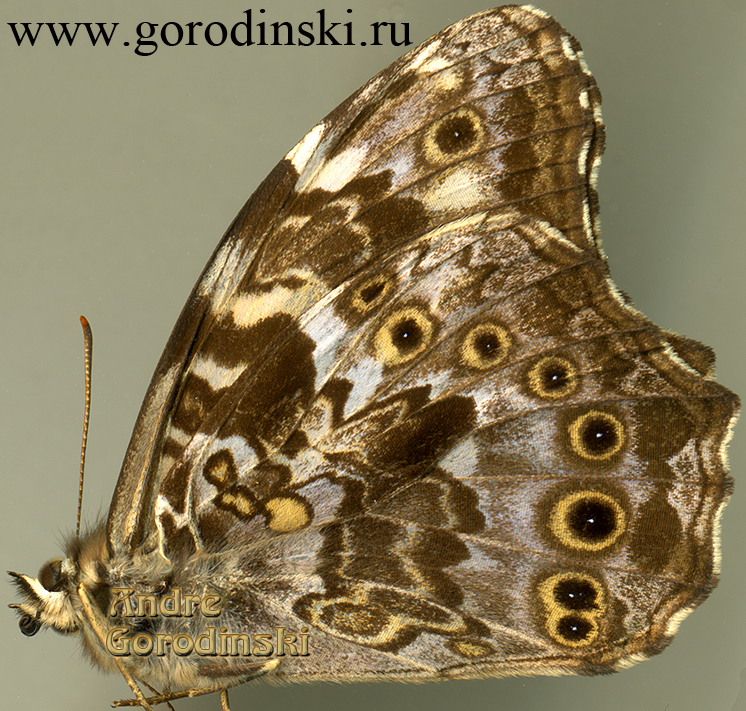 http://www.gorodinski.ru/satyridae/Neope pulaha.jpg